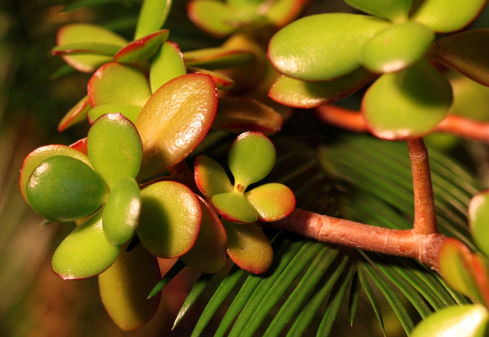 arbre de jade – Reconnaissance des végétaux sur Chadignac