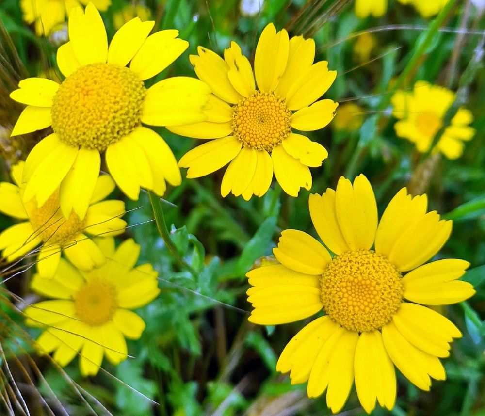 www.floramyno.com : Chrysanthème des blés